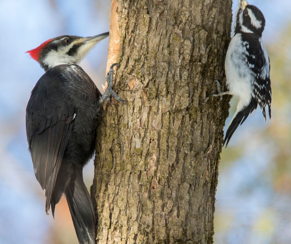 mother and baby bird a mother and baby woodpecker sitting on a tree trunk