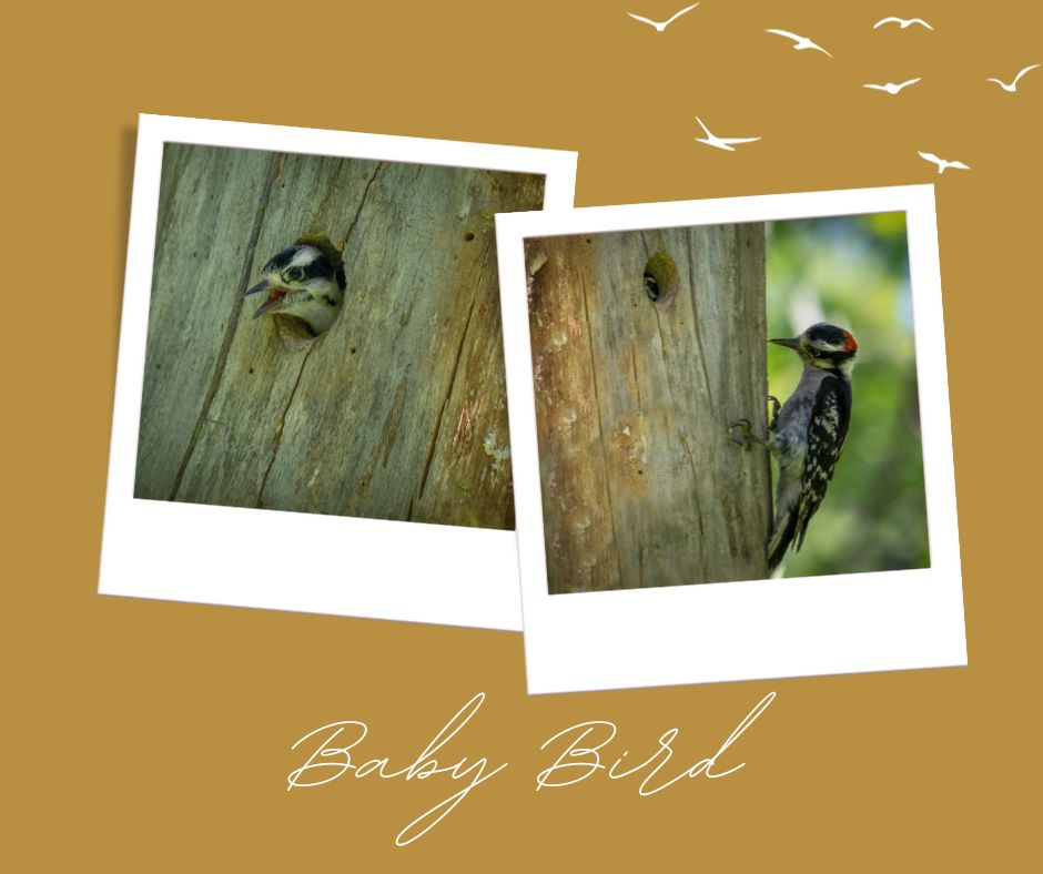 two polaroids of birds captioned "baby bird"