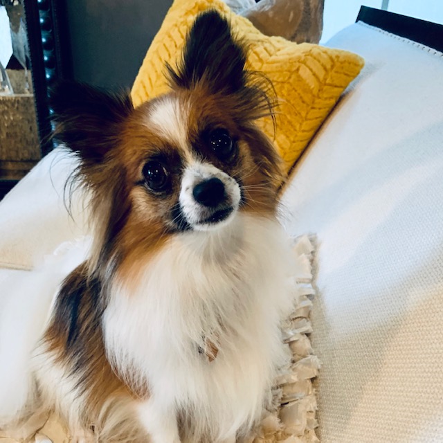 My papillon, Sophie.