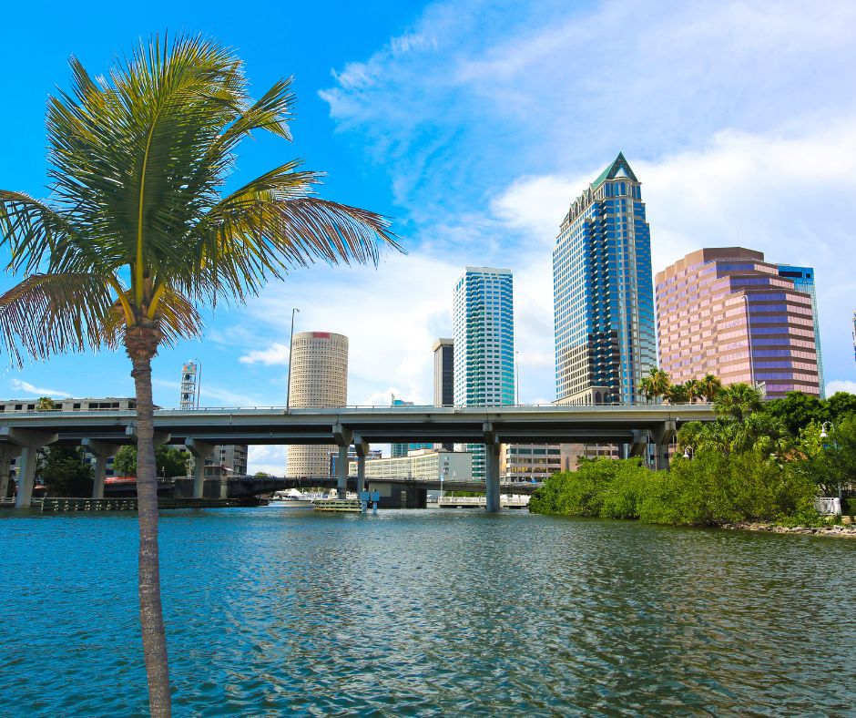 A view of Tampa Bay and highrises in the background with a plam tree.