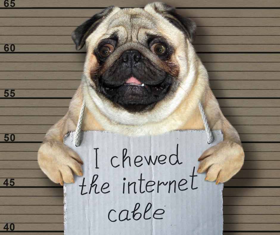 Funny mug shot of a pug that says "I chewed the internet cable."