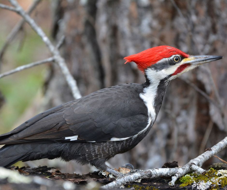 red headed woodpecker